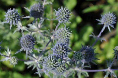 Eryngium planum 'Blauer Zwerg'