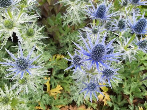 Eryngium zabellii 'Big Blue'