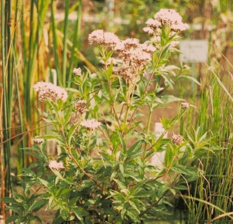 Eupatorium cannabinum