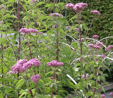 Eupatorium cannabinum 'Plenum'