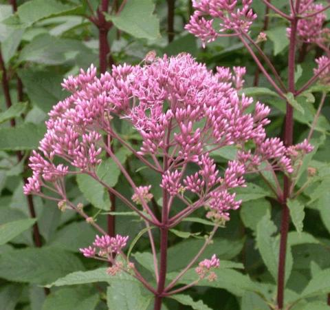 Eupatorium maculatum 'Atropurpureum'