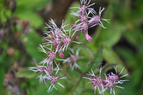 Eupatorium maculatum 'Baby Joe' (PBR)