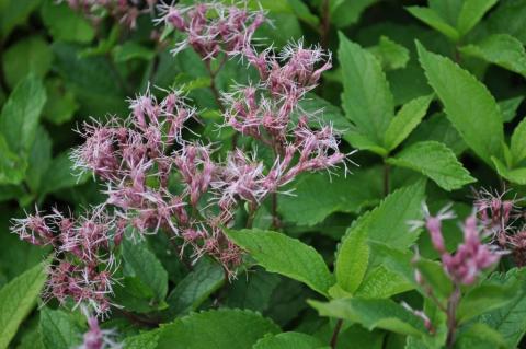 Eupatorium maculatum 'Phantom' (PBR)