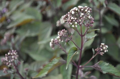Eupatorium rugosum 'Chocolate'
