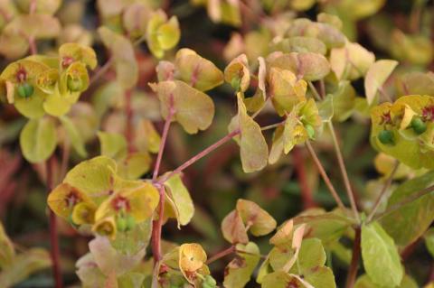 Euphorbia amygdaloides 'Purpurea'