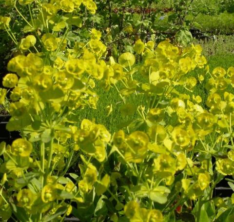 Euphorbia amygdaloides var.robbiae