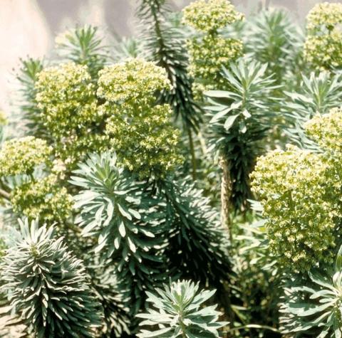 Euphorbia characias ssp characias