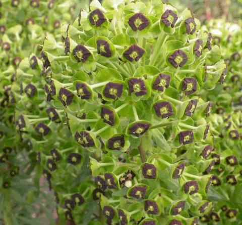 Euphorbia characias 'Black Pearl'