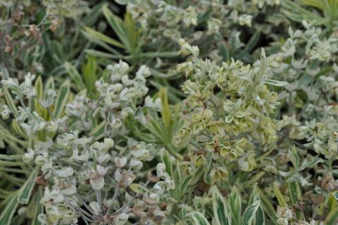 Euphorbia characias 'Burrow Silver'