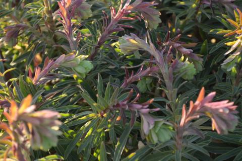 Euphorbia characias 'Forescate'