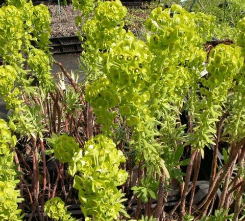 Euphorbia characias 'Humpty Dumpty'