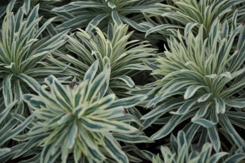 Euphorbia characias 'Tasmanian Tiger'