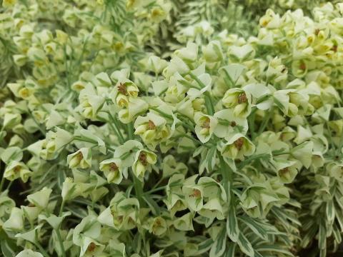 Euphorbia characias 'Tasmanian Tiger'