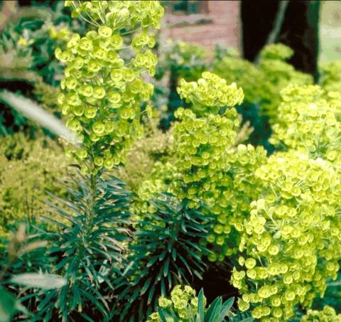 Euphorbia characias ssp wulfenii