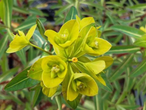 Euphorbia cornigera 'Goldener Turm'