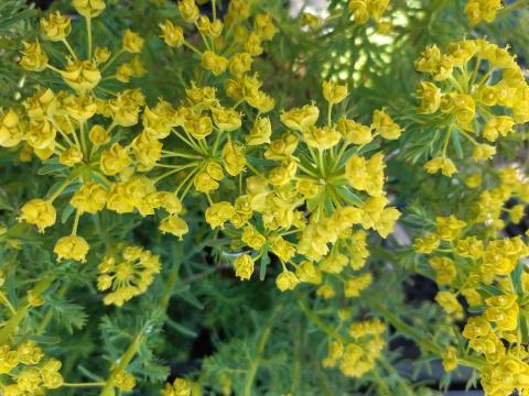 Euphorbia cyparissias