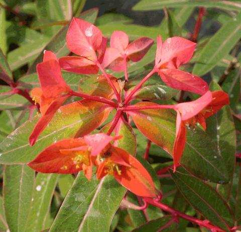 Euphorbia griffithii 'Fireglow'