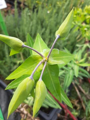 Euphorbia lathyris