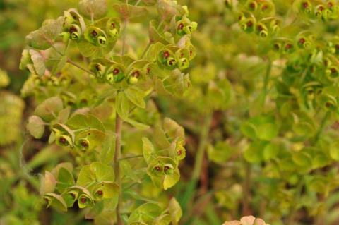 Euphorbia martinii