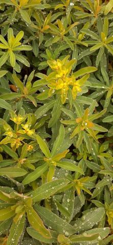 Euphorbia polychroma (epithymoides)