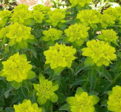 Euphorbia polychroma 'Senior'
