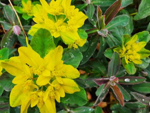 Euphorbia polychroma 'Purpurea'