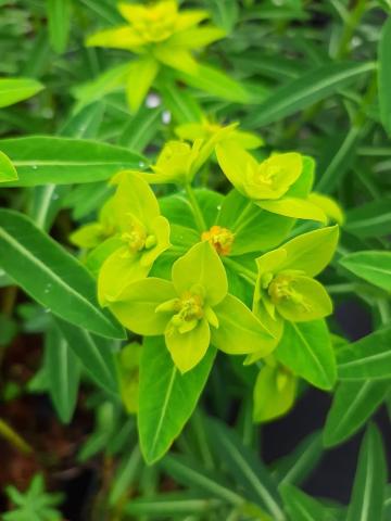 Euphorbia schillingii