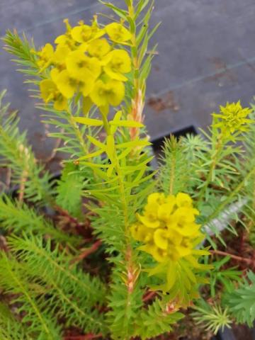 Euphorbia seguieriana var. niciciana
