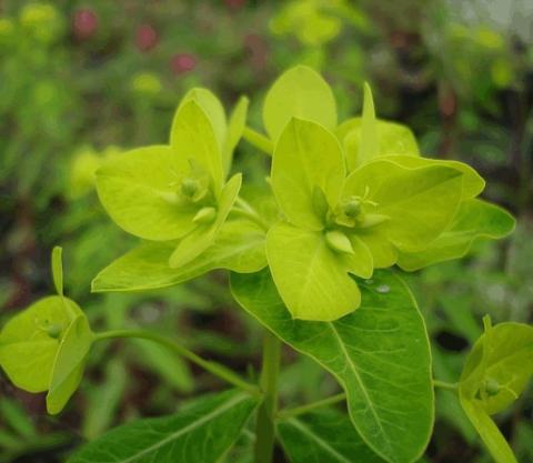 Euphorbia wallichii