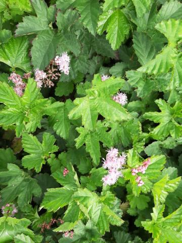 Filipendula hybride 'Kahomé'