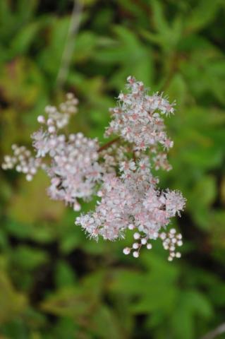 Filipendula palmata 'Nana'