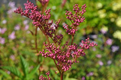 Filipendula rubra 'Venusta'