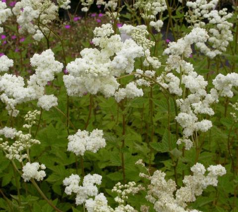 Filipendula ulmaria 'Plena'