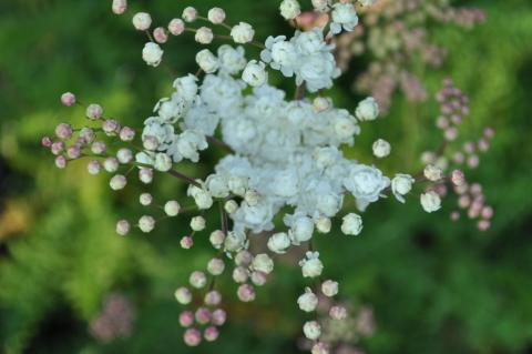 Filipendula vulgaris