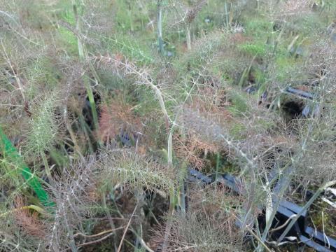 Foeniculum vulgare 'Giant Bronze'