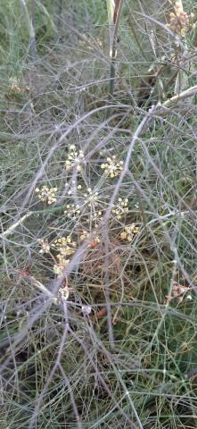 Foeniculum vulgare 'Purpureum'