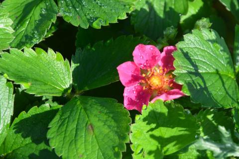 Fragaria hybride 'Lipstick'