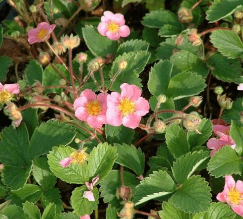 Fragaria hybride 'Pink Panda'