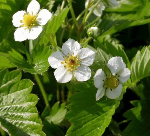 Fragaria vesca wildform