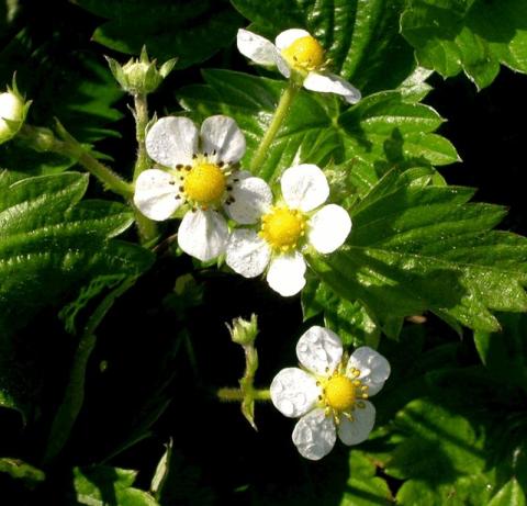 Fragaria vesca 'Alexandria'