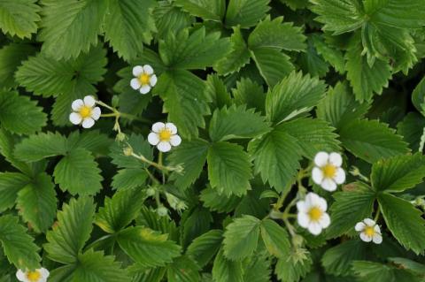 Fragaria vesca 'Alpine Yellow'