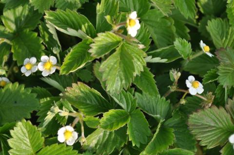 Fragaria vesca 'Verbeterd'