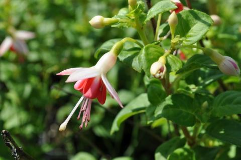 Fuchsia hybride 'Galadriel'