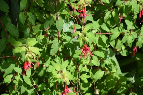 Fuchsia hybride 'Riccartonii'