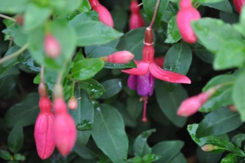 Fuchsia hybride 'Tom Thumb'