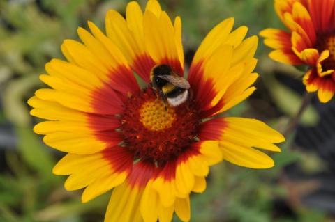 Gaillardia hybride 'Bremen'