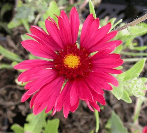 Gaillardia hybride 'Burgunder'