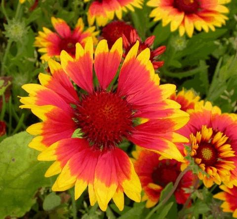 Gaillardia hybride 'Kobold'