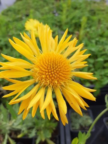 Gaillardia hybride 'Maxima Aurea'