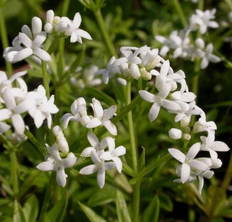 Galium odoratum